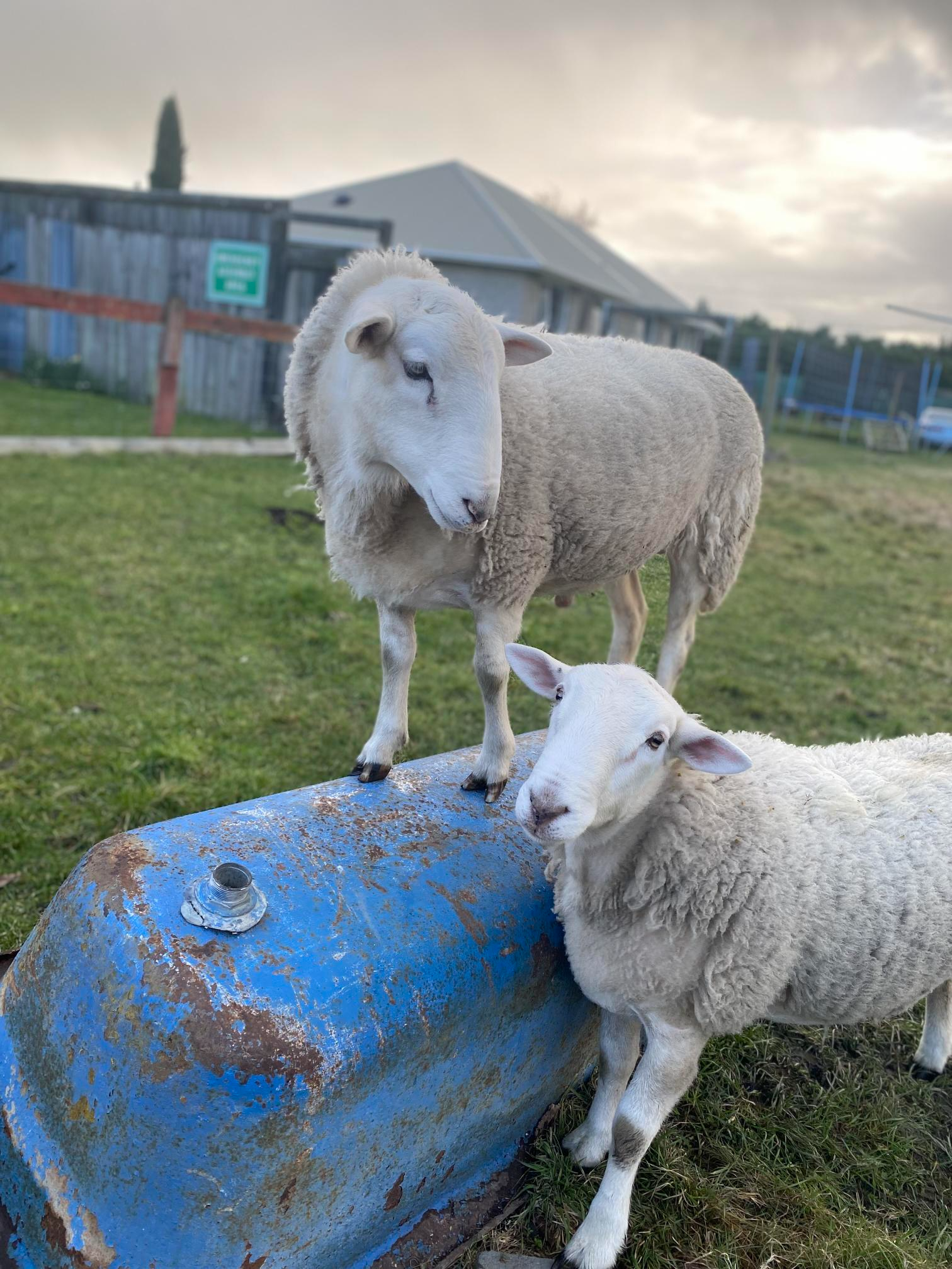 Two sheep at Birchwood Farm